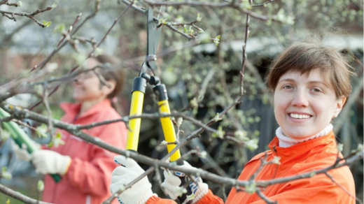 arborist classes